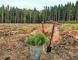 Инновационные машины для обработки лесных участков: что выбрать?