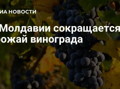 Современные тракторы и их роль в повышении урожайности винограда